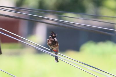Close-up of bird perching on metal