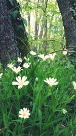 Close-up of white flowering plant in forest