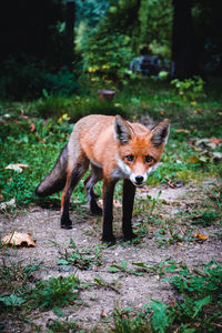 A beautiful young fox walks in the yard of a private house