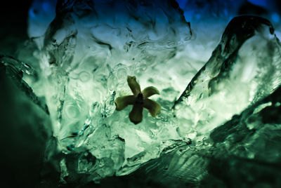 Close-up of flower and ice