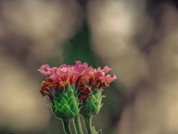 Close-up of pink flowering plant