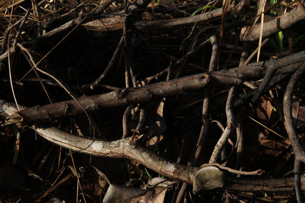 CLOSE-UP OF LOG IN FOREST