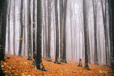 Pine trees in forest during autumn