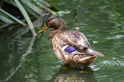 Duck swimming in lake