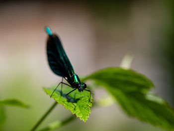 Close-up of damselfly on plant