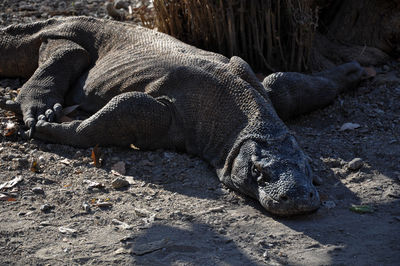 Close-up of animal lying on land