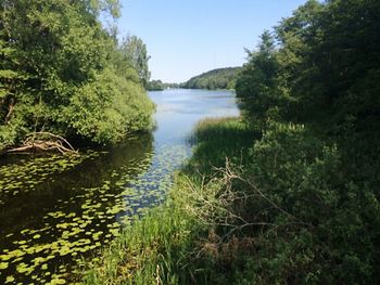 Scenic view of river amidst trees against sky