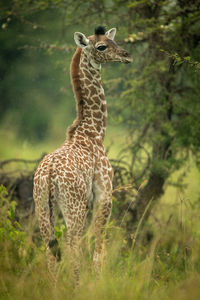 Young masai giraffe standing in tall grass