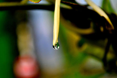 Close-up of insect on wet leaf