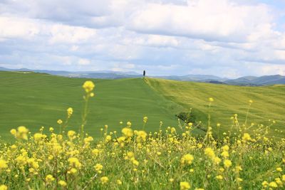 Yellow flowering plants on field against sky