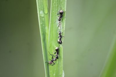 Close-up of insect on plant