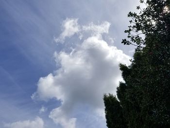 Low angle view of trees against blue sky