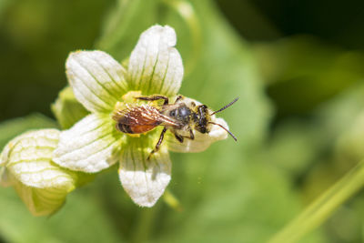 Close-up of insect on flower