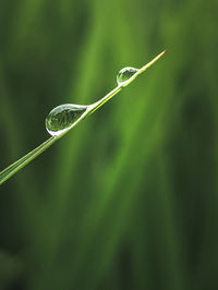 Morning dew water in the rice fields