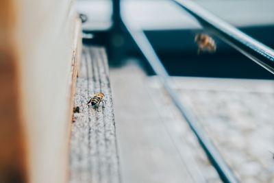 High angle view of bee on wooden railing