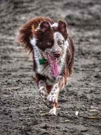 Portrait of dog running on land