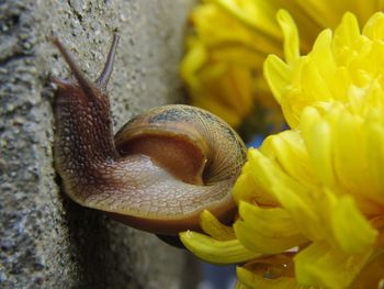 Close-up of snail on plant