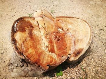 High angle view of tree stump in forest