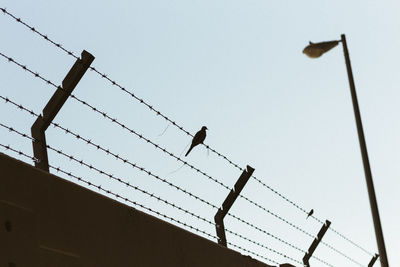 Low angle view of bird perching barbed wire against clear sky