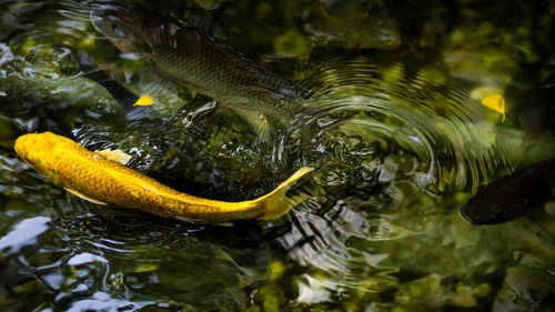 Fish swimming in sea