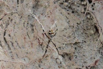 Close-up of insect on wall