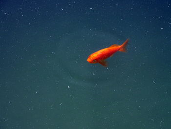 Close-up of fish swimming in sea