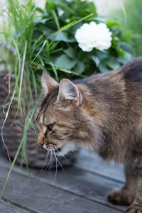 Close-up of a cat looking away