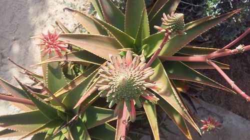 Close-up of plant