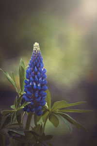 Close-up of purple flowering plant