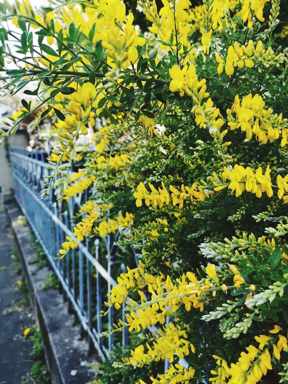 CLOSE-UP OF YELLOW FLOWERING PLANTS BY LAND