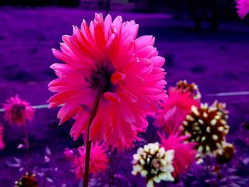 Close-up of bee on pink flower blooming outdoors