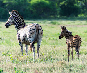 Zebra standing on field