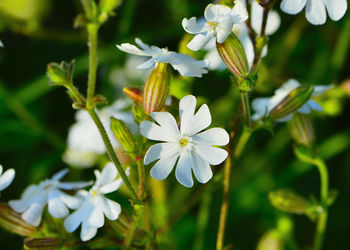 Close-up of white flowers blooming outdoors