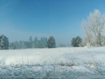 Trees on field against clear sky during winter