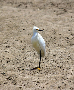 Snowy egret perching at beach