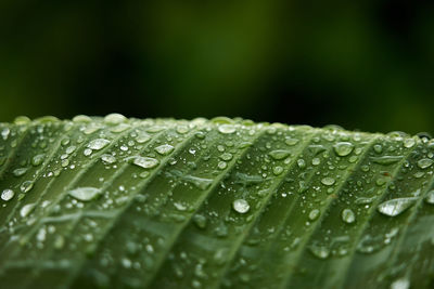 Close-up of raindrops on leaves