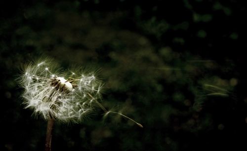 Close-up of dandelion