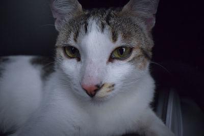 Close-up portrait of cat