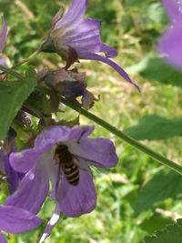 Close-up of purple flowers