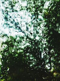 Full frame shot of wet plants