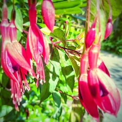 Close-up of pink flowers