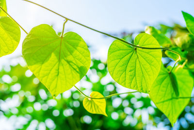 Close-up of leaves