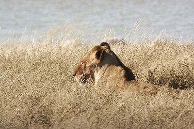 Cat lying on a land