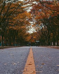 Street amidst trees during autumn