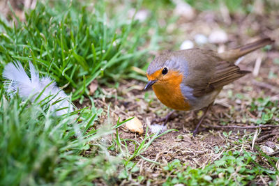 Close-up of bird on grass