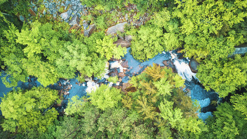 High angle view of lake amidst trees in forest