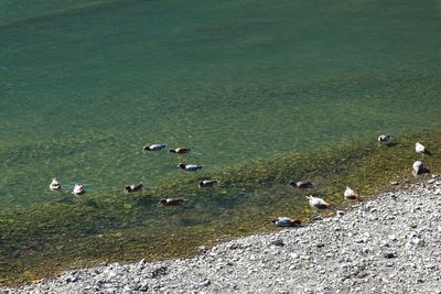 High angle view of birds on lake