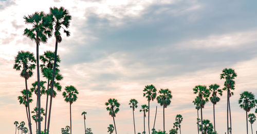 Low angle view of coconut palm trees against sky