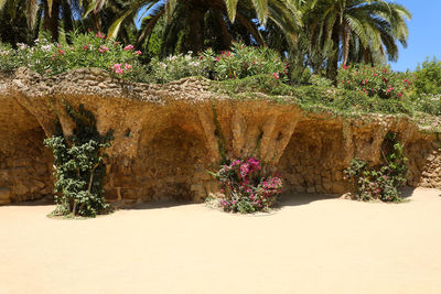 Plants growing on rock by palm trees