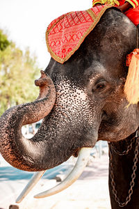 Close-up of elephant